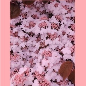 Meet your Posher, Angelina